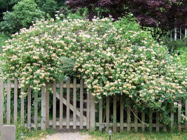 honeysuckle