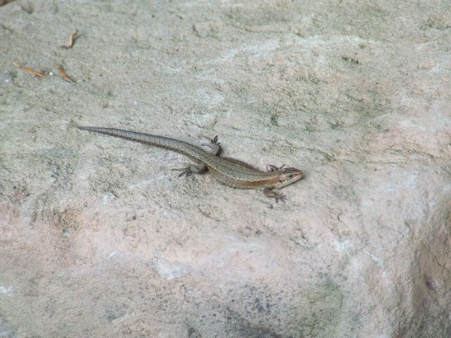 lizard