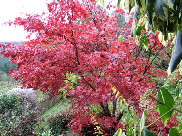 red maple