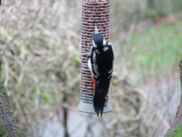 woodpecker