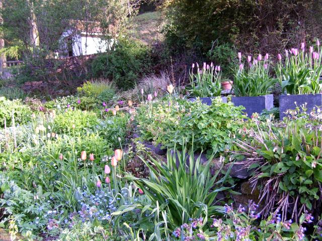 tulips in pots on the terrace