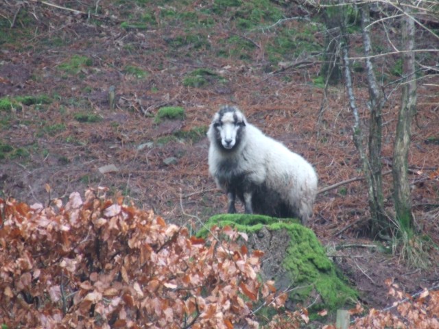 Zebedee on the lookout post