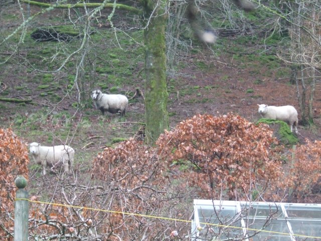 Waiting for breakfast