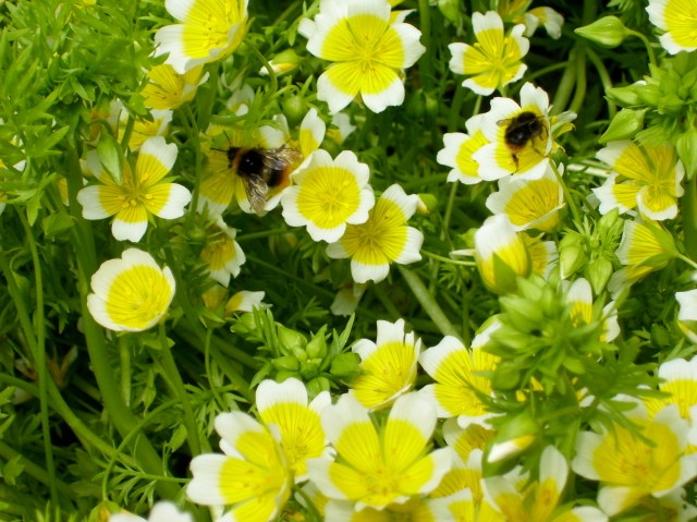 poached eggs wirth bees