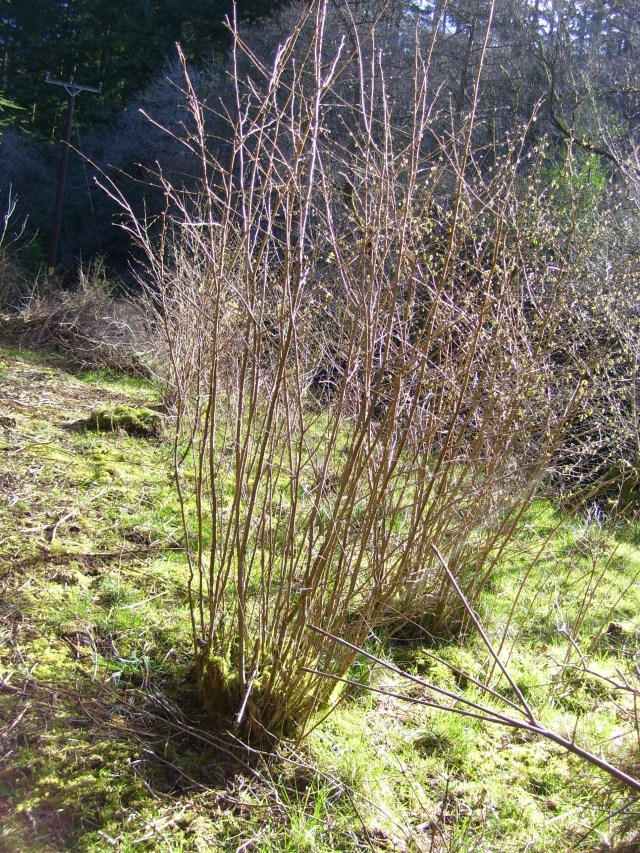 coppiced hazel