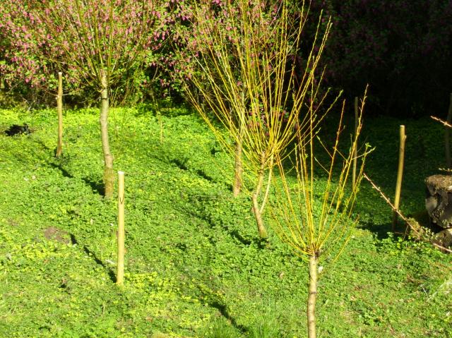 our willow patch