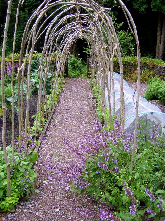 hazel runner bean tunnel
