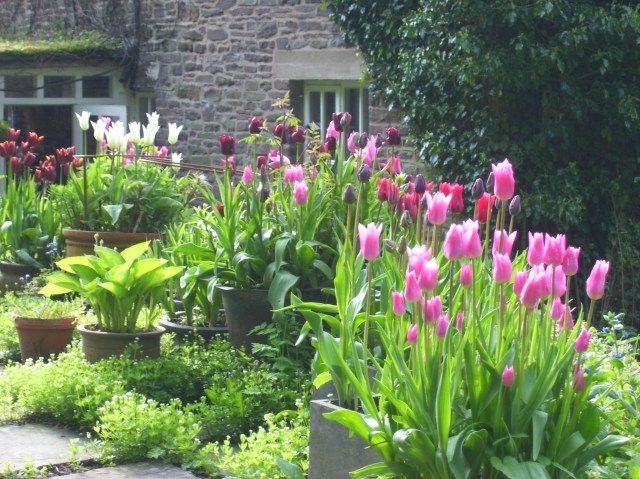 China pink, White Triumphator, Jan Reus, Muriel