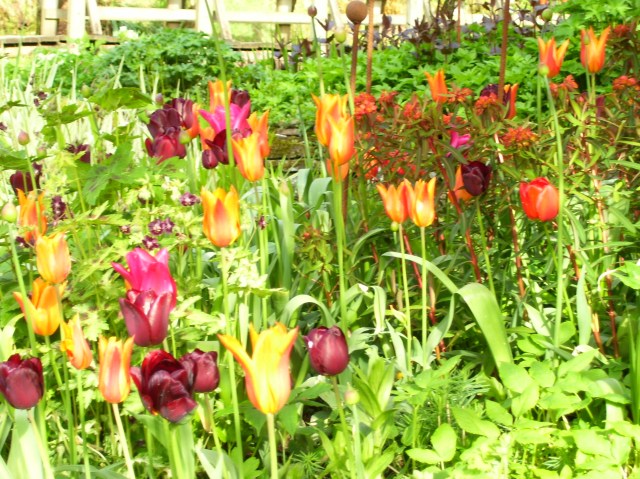 Ballerina, Doll's Minuet, Jan Reus with Euphorbia Griffithii