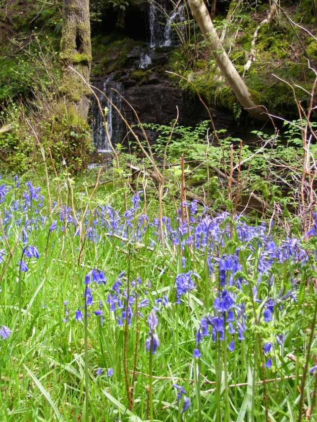 bluebells on our riverbank