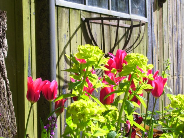 Doll's Minuet with Euphorbia