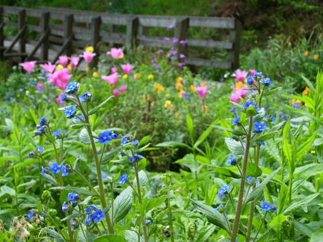 butterflies on alkanet