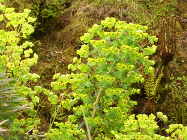 euphorbia