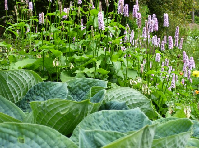 hosta and bistort
