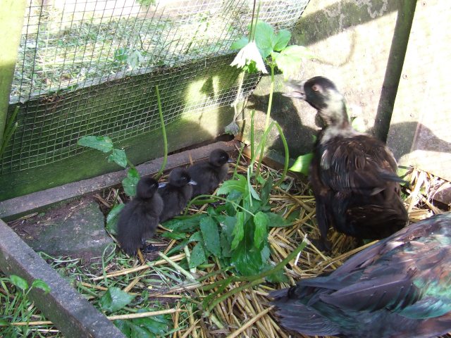 the youngsters with mum  (and dad's tail)