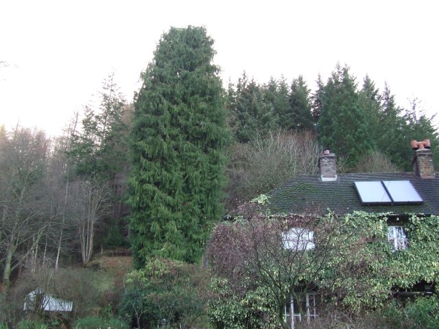 Big Tree - Small House!