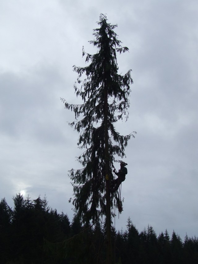 the lonesome 'pine'!