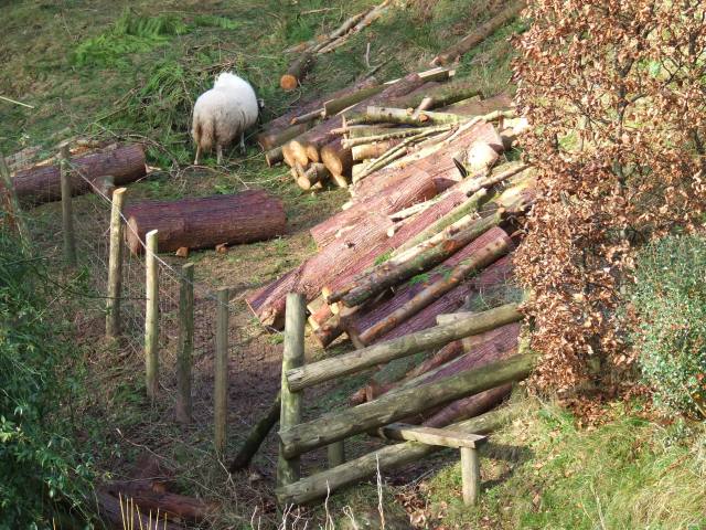 Just some of the timber for moving to the yard