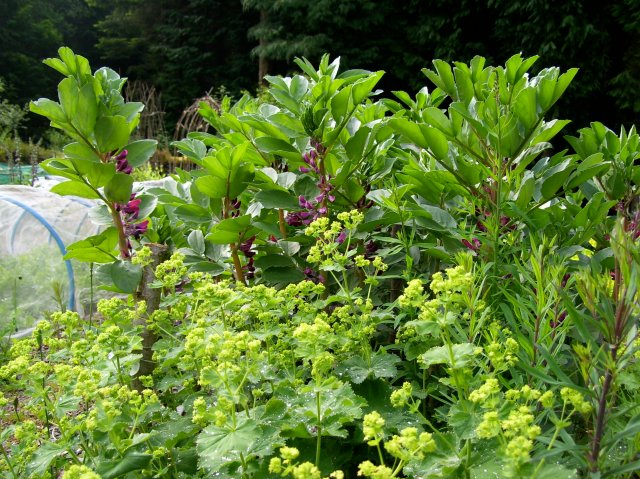 Crimson flowered Heritage broad bean