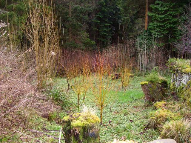 Winter willow colour