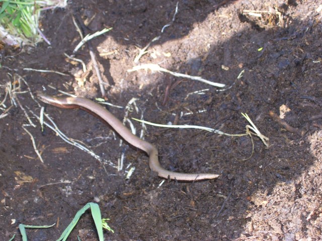 Slug catching slowworm
