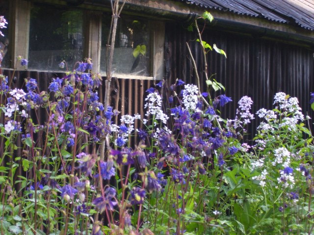 self sown aquilegia and sweet rocket in the path