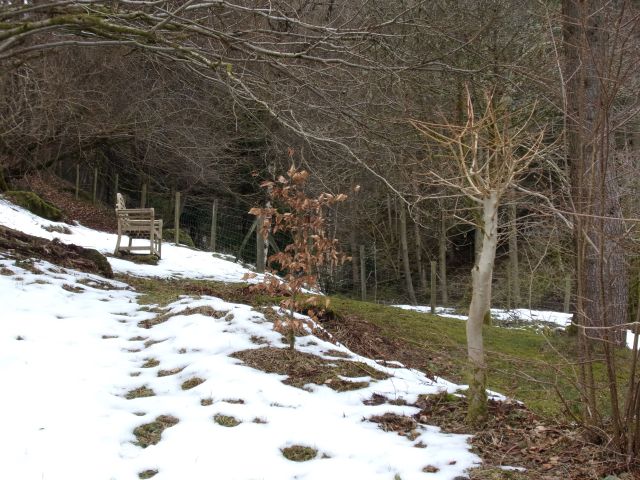 field maple (foreground)