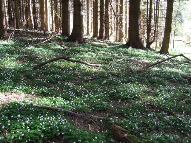 wood sorrel in our forest