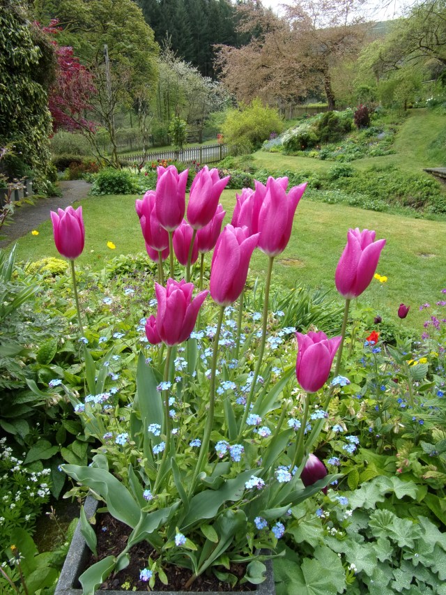 China Pink tulips with forget-me-nots