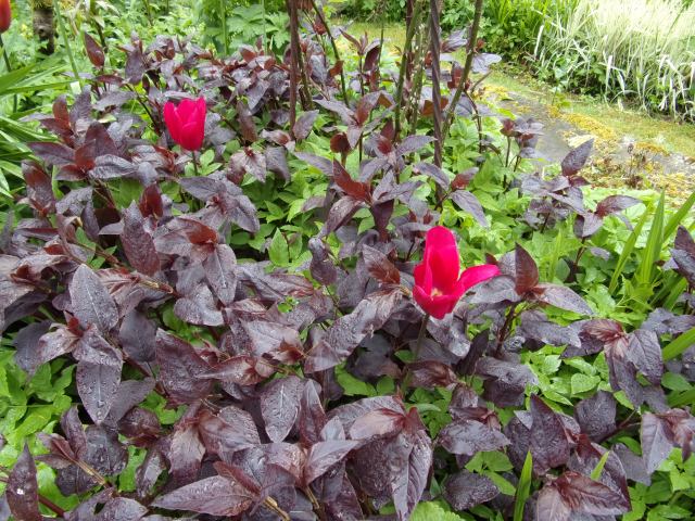 Natalie's favourite combination - tulip Doll's minuet with Lysimachia 'firecracker'