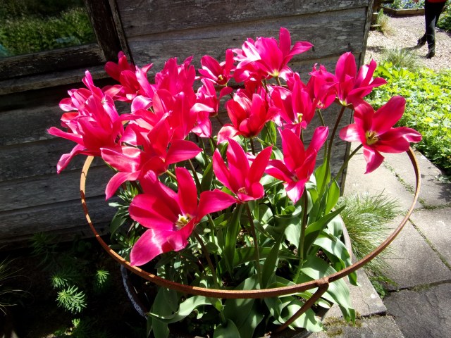 is the answer tulips in pots?