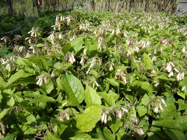 Comfrey with a 'health warning'