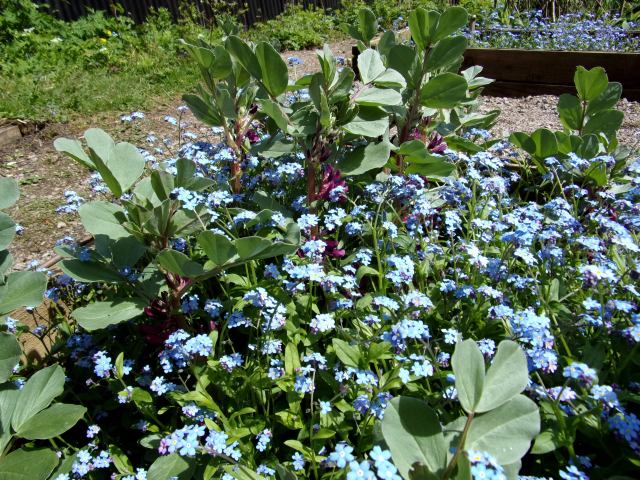 Forget-me-not and Crimson-flowered broad bean combo