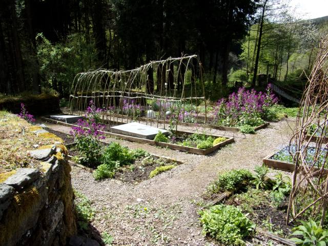 runner bean tunnel made with our hazel sticks