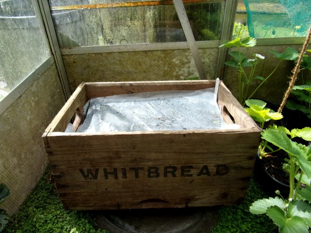 Parsley not germinated yet