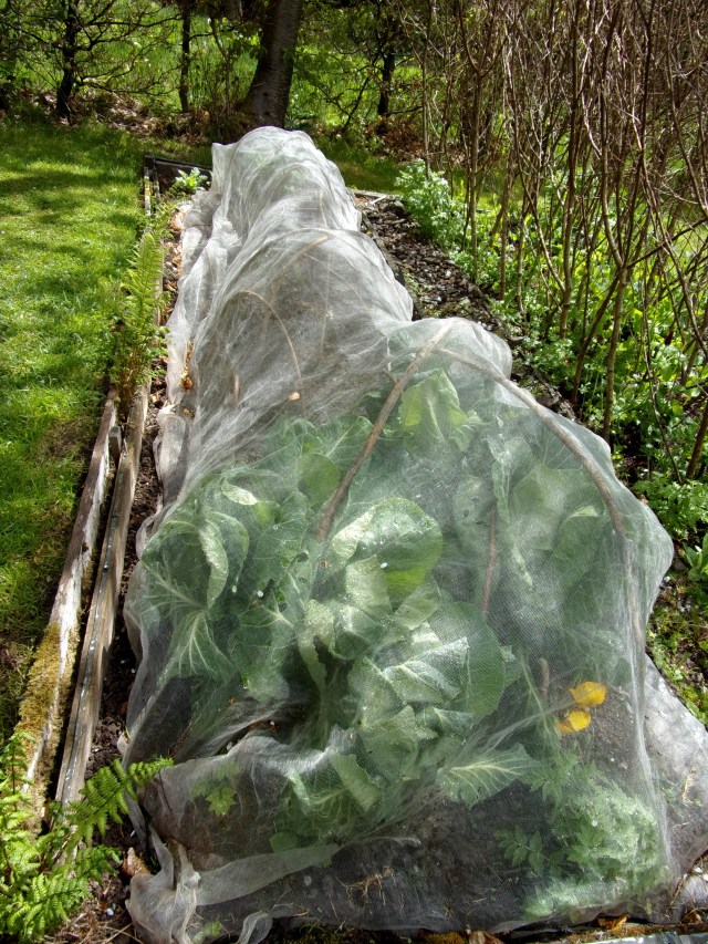 carrots just showing.  Honest.