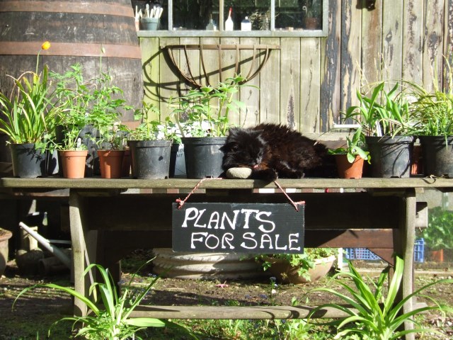 Emily guarding the plants