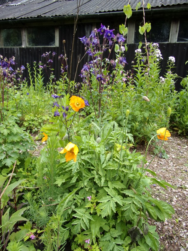 Welsh poppies