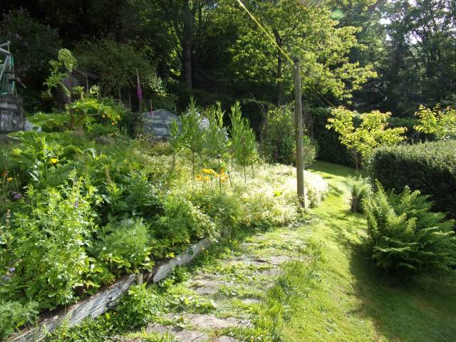 the Poached Eggs - covered in bees yesterday