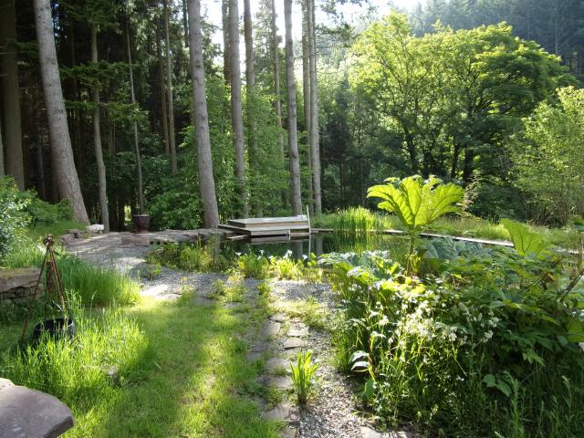 Gunnera dominates the view