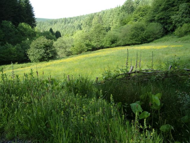 Looking across David's meadow