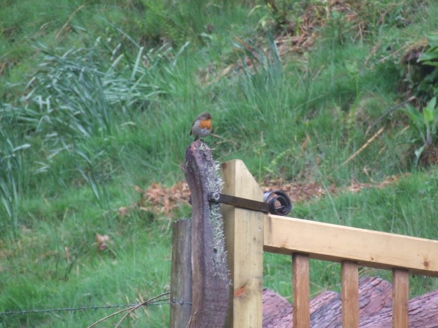 Gate catch (and gate but not robin!)