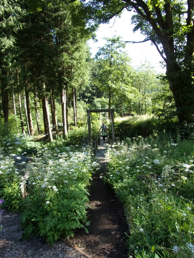 ground elder flowering