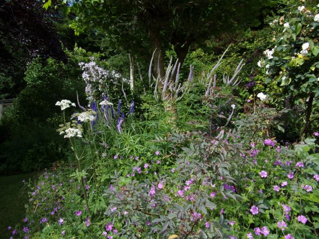 Veronicastrum flopping everywhere