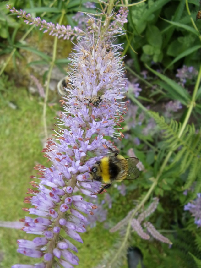 Veronicastrum and visiting bee