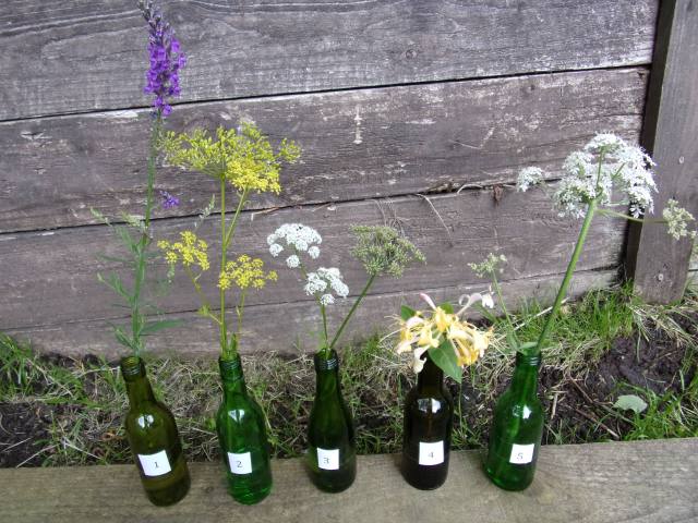 5 bee-friendly plants in flower in our garden