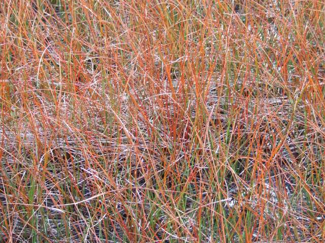 'red grass'