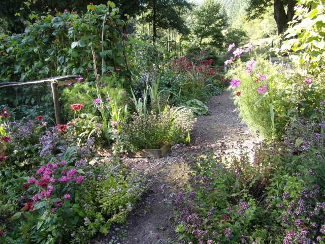 another view of Plum Tart with cosmos, monarda, marjoram,etc
