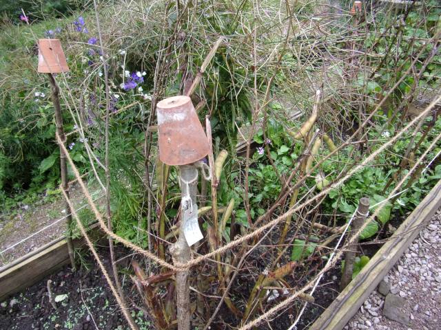 crimson flowered broad beans (saving the seed)