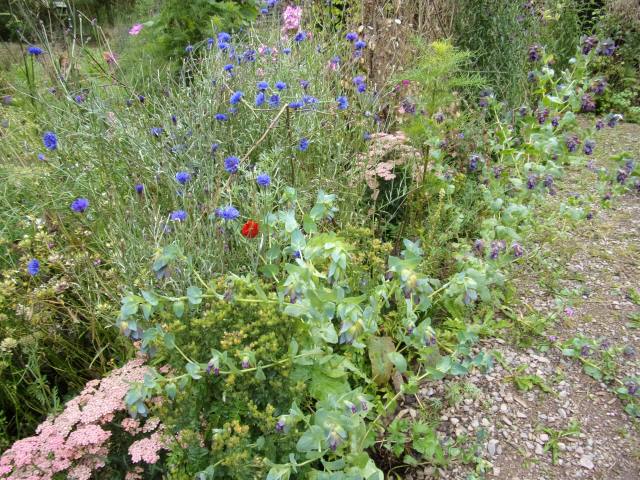 cutting bed in the 'potager'